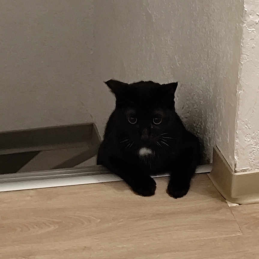 Izem participe au concours pour gagner de l'argent avec cette photo : alert, animal, black_cat, cat, corner, curious, cute, domestic, doorway, feline, floor, home, indoor, mammal, pet, quiet, shadow, small, whiskers, wooden_floor