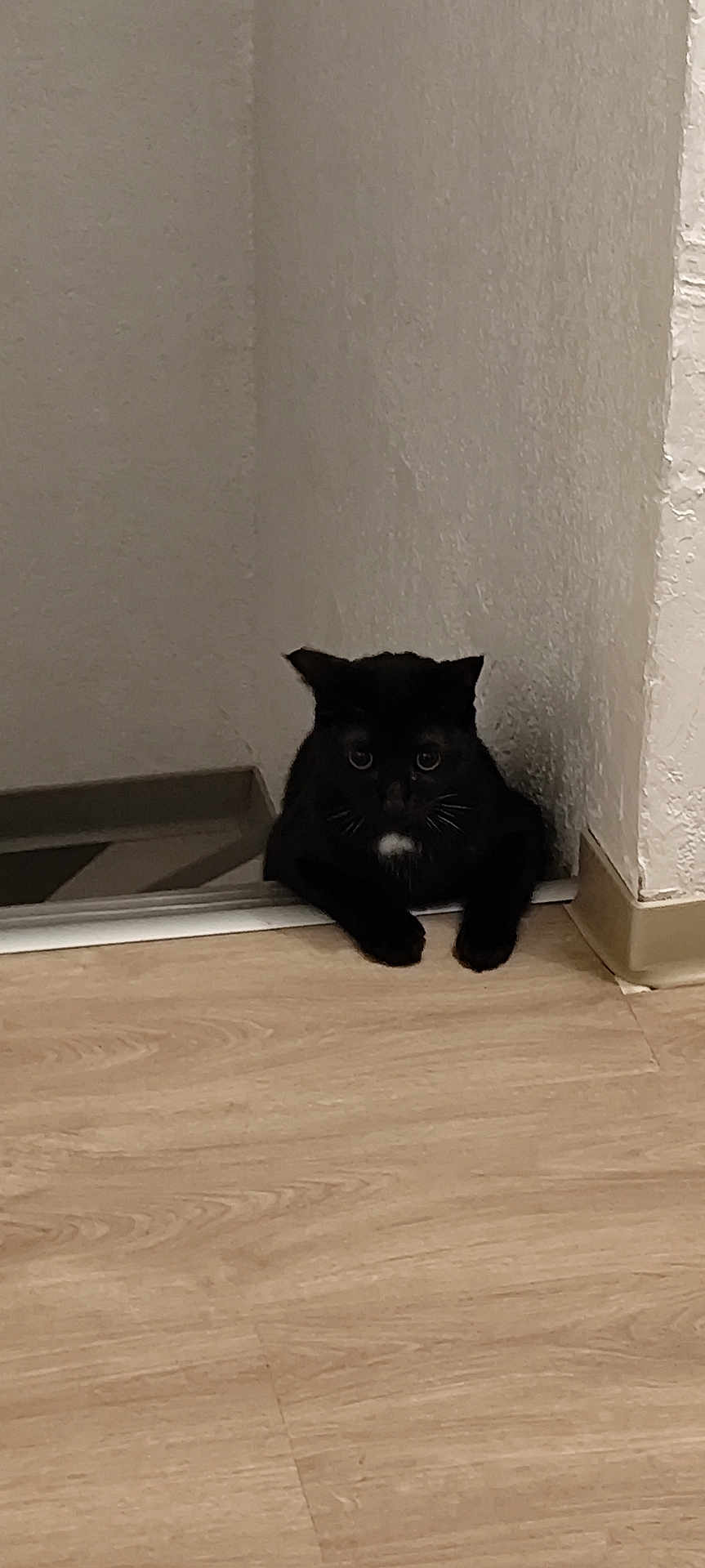 Izem participe au concours pour gagner de l'argent avec cette photo : black_cat, cat, pet, indoor, floor, corner, doorway, wooden_floor, animal, whiskers, feline, curious, alert, shadow, quiet, home, domestic, mammal, small, cute