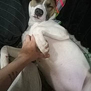 Patchez is registered to the contest to win money with this photo: animal, belly_rub, blanket, brown_patch, canine, comfort, cozy, dog, domestic, hand, indoor, lying_down, paw, pet, relaxed, resting, scarf, sleepy, tattoo, white_fur