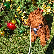 Buddy is registered to the contest to win money with this photo: dog, curly_hair, brown_dog, grass, christmas_tree, ornaments, greenery, outdoor, sunlight, festive, holiday, nature, leaves, decoration, playful, pet, canine, seasonal, animal, cute