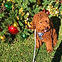 dog, curly_hair, brown_dog, grass, christmas_tree, ornaments, greenery, outdoor, sunlight, festive, holiday, nature, leaves, decoration, playful, pet, canine, seasonal, animal, cute
