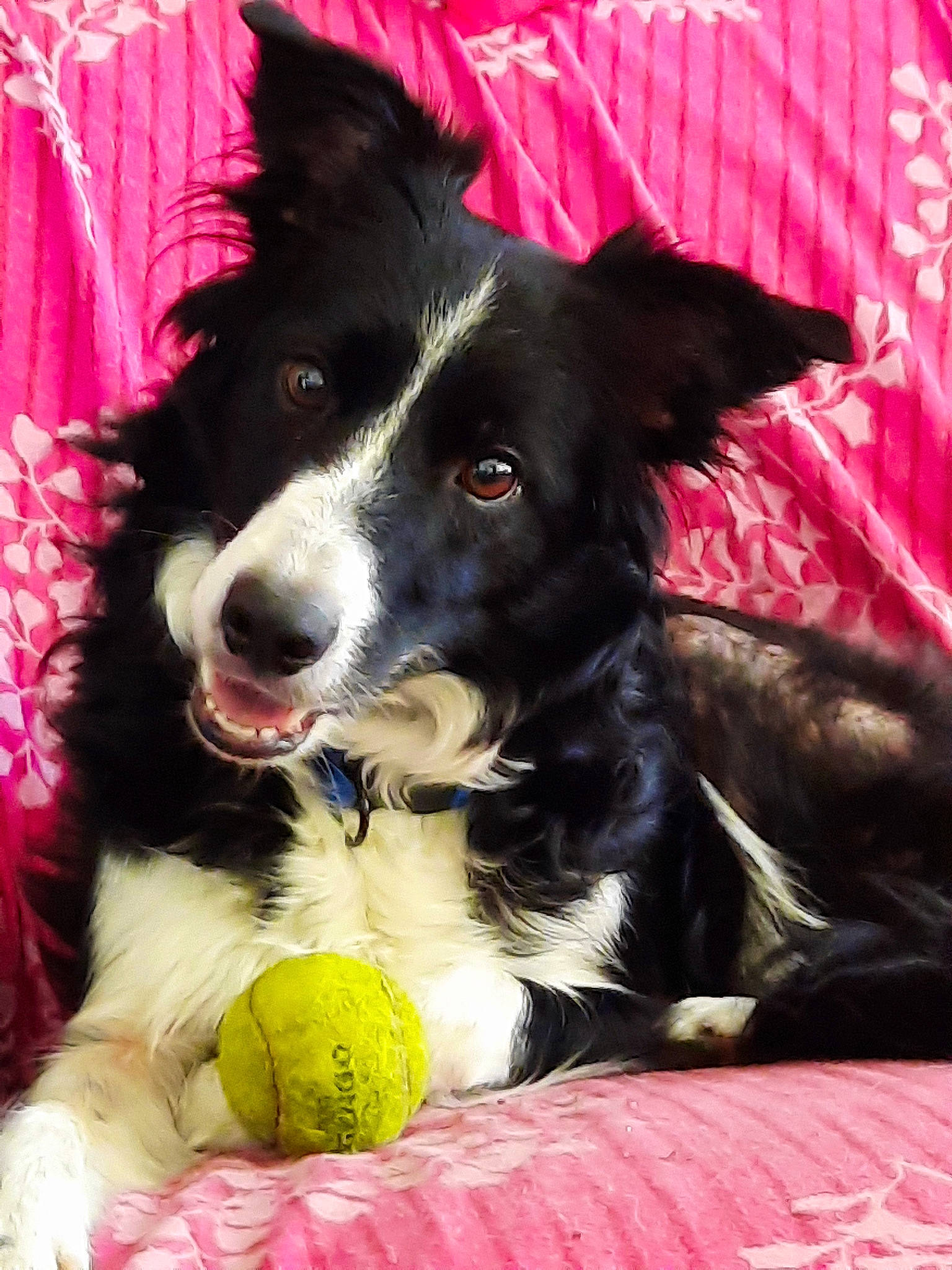 Laïka participe au concours pour gagner de l'argent avec cette photo : ball, border_collie, canidae, carnivore, collar, companion_dog, dog, dog_breed, dog_collar, dog_sports, dog_supply, fur, herding_dog, plant, snout, sporting_group, sports_toy, tennis_ball, toy, working_dog