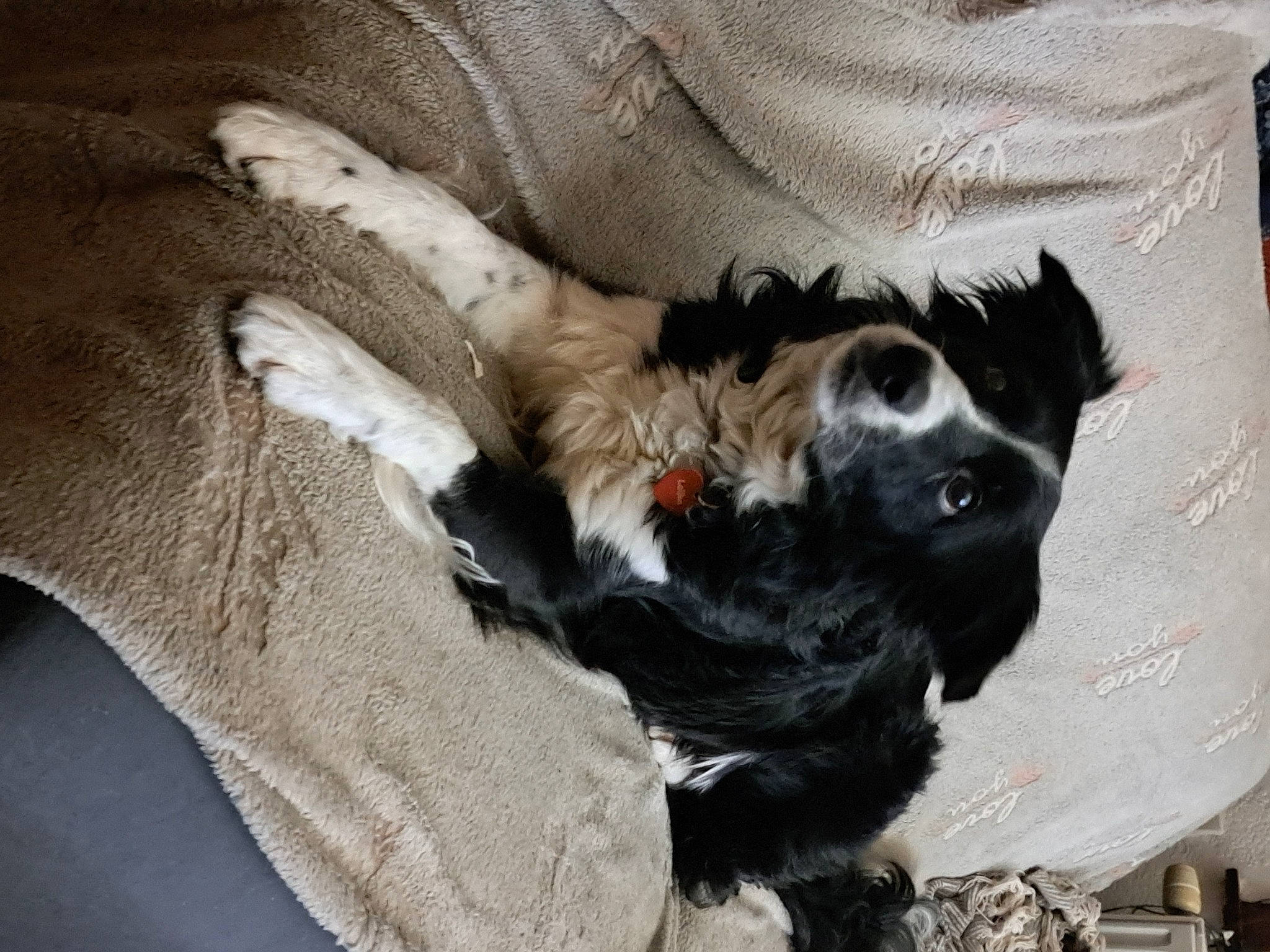 Laïka participe au concours pour gagner de l'argent avec cette photo : canidae, carnivore, claw, comfort, companion_dog, dog, dog_breed, dog_supply, felidae, fur, non_sporting_group, paw, small_to_medium_sized_cats, snout, sporting_group, tail, terrier, toy_dog, whiskers, working_animal