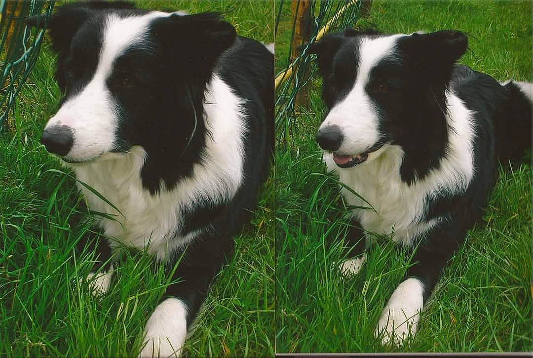 Laïka participe au concours pour gagner de l'argent avec cette photo : canidae, carnivore, companion_dog, dog, dog_breed, foot, fur, grass, grass_family, grassland, green, herding_dog, livestock, plant, snout, sporting_group, tail, terrestrial_animal, working_animal, working_dog