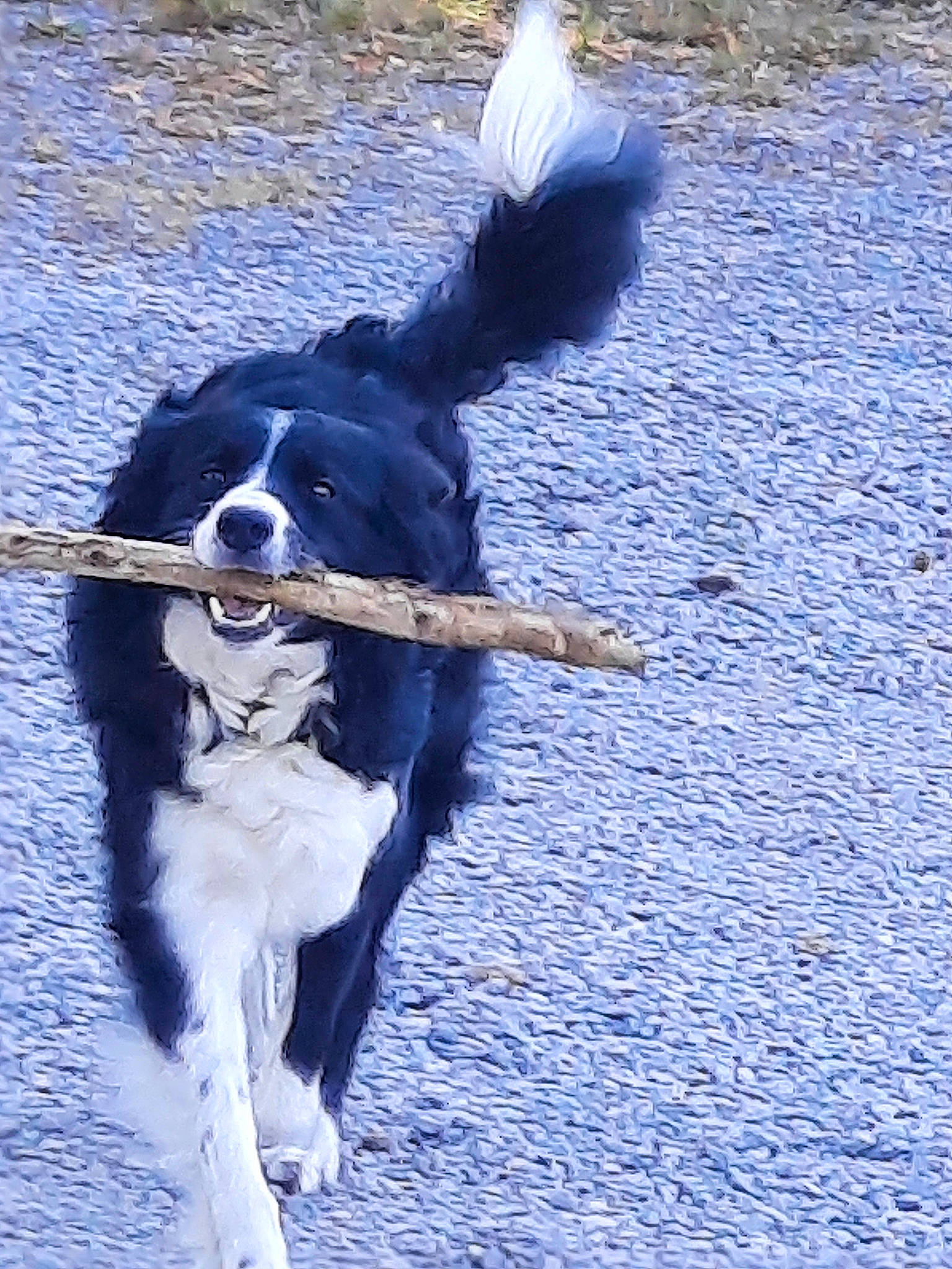 Laïka a rejoint le concours — aidez-le/la à gagner de superbes lots ! animal_sports, ball, canidae, carnivore, collar, companion_dog, dog, dog_breed, dog_collar, dog_sports, dog_supply, electric_blue, fur, gun_dog, plant, snout, sporting_group, tail, working_animal, working_dog