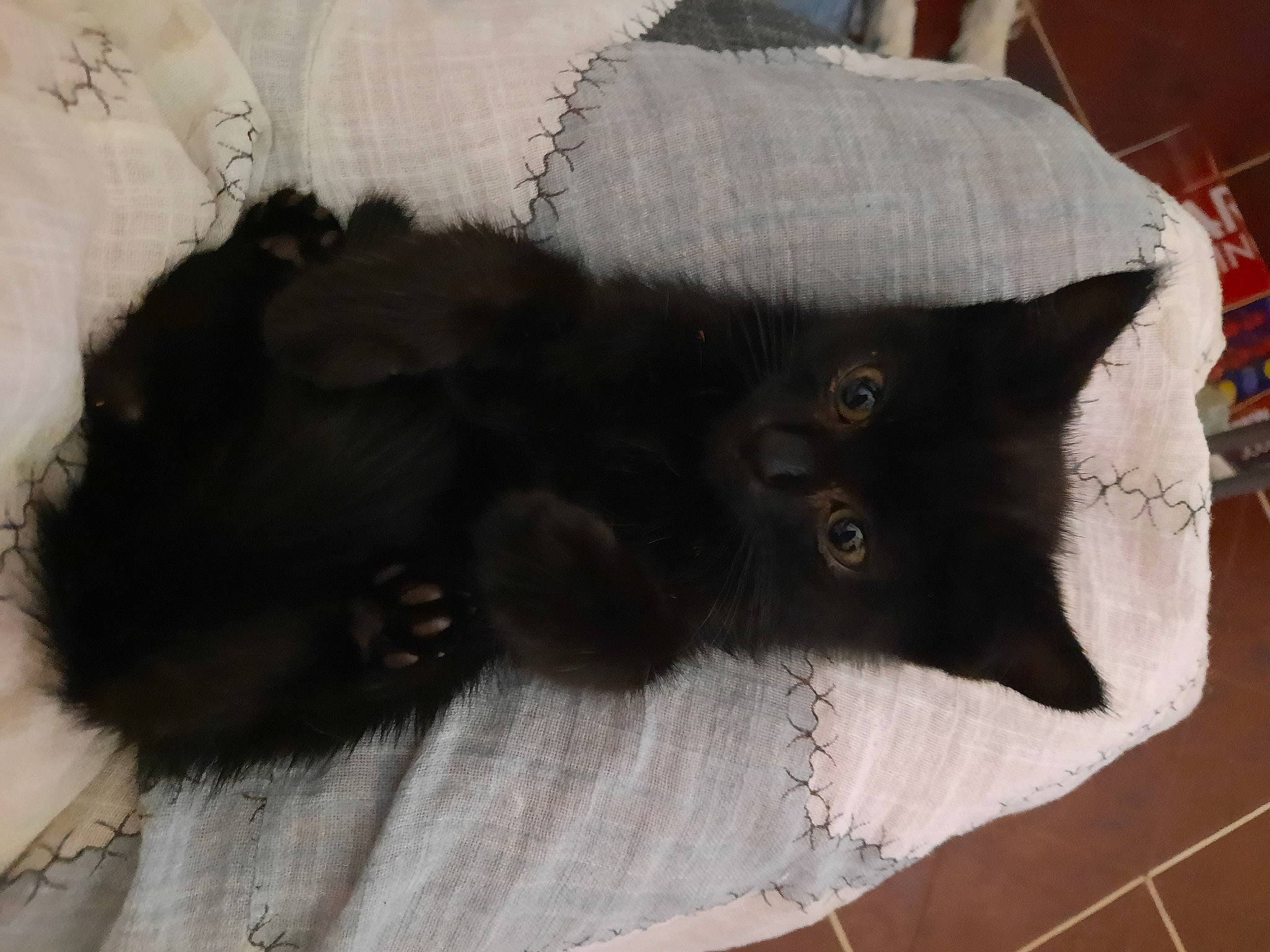 Bandit a rejoint le concours — aidez-le/la à gagner de superbes lots ! black_cat, bombay, carnivore, cat, cat_supply, claw, comfort, domestic_short_haired_cat, felidae, flooring, fur, grey, hardwood, nap, paw, small_to_medium_sized_cats, tail, terrestrial_animal, whiskers, wood