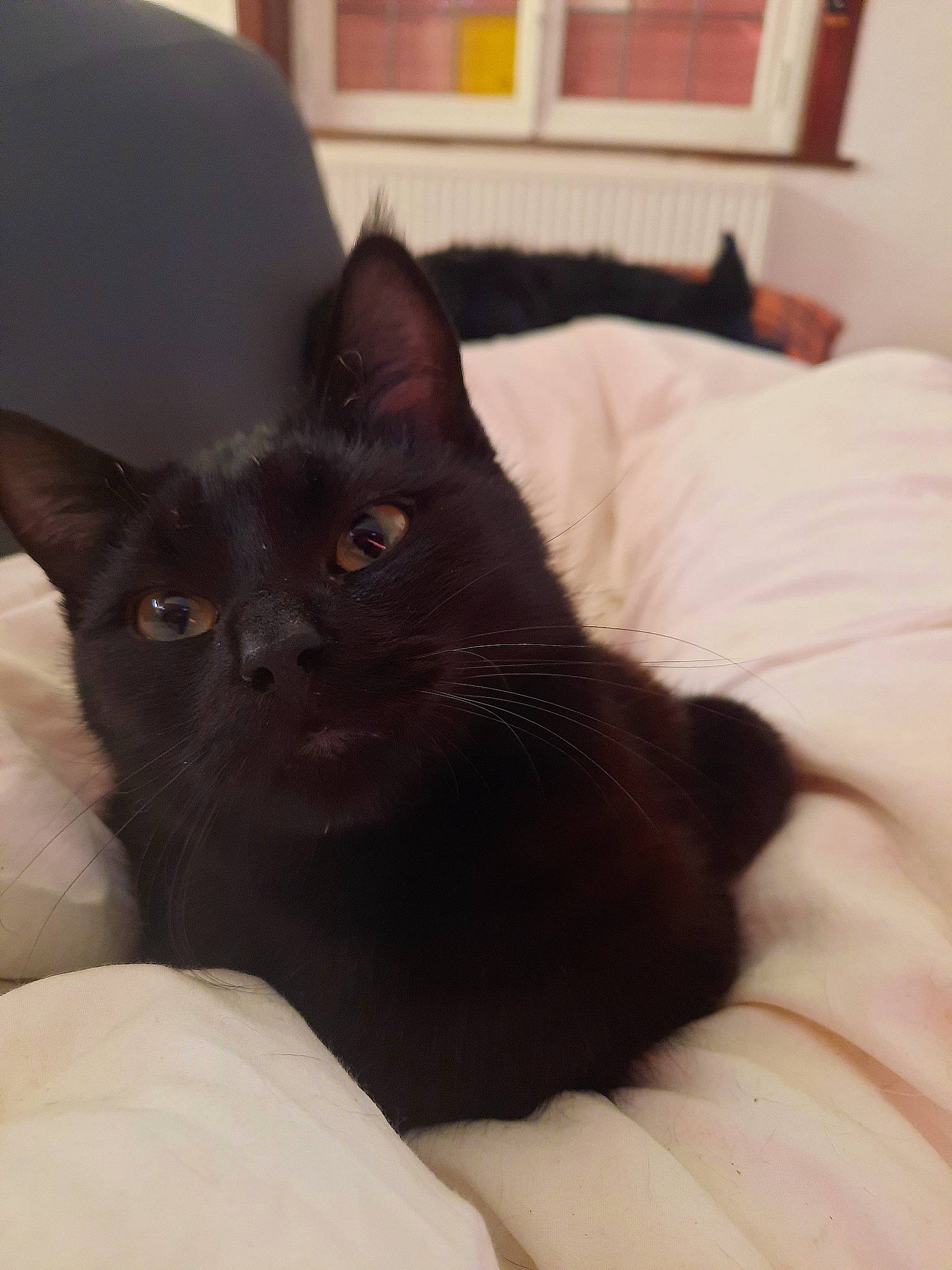 Bandit participe au concours pour gagner de l'argent avec cette photo : bed, black_cat, bombay, carnivore, cat, chair, claw, comfort, domestic_short_haired_cat, eye, felidae, fur, head, linens, picture_frame, room, small_to_medium_sized_cats, snout, tail, whiskers