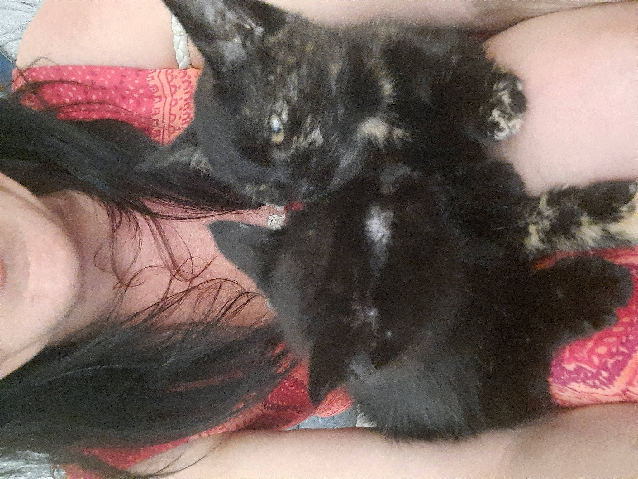 Bandit a rejoint le concours — aidez-le/la à gagner de superbes lots ! black_cat, black_hair, carnivore, cat, comfort, domestic_short_haired_cat, ear, felidae, finger, fur, gesture, human_leg, lap, long_hair, nail, pink, skin, small_to_medium_sized_cats, tail, whiskers