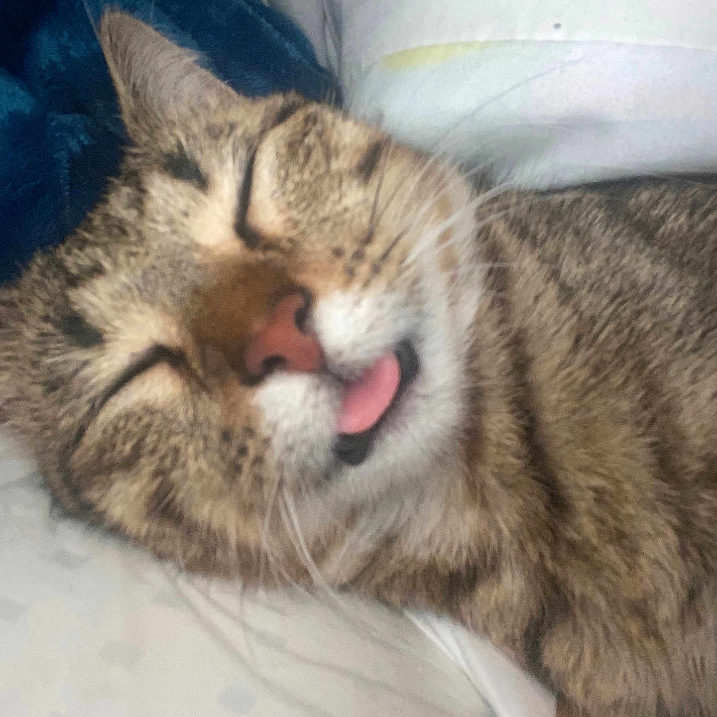 Nalah is registered to the contest to win money with this photo: cat, tabby, sleeping, tongue_out, close_up, pet, feline, whiskers, nose, fur, ear, blanket, pillow, indoor, cute, resting, relaxed, animal, domestic, cozy