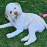 dog, white_dog, curly_fur, grass, outdoor, pet_toy, pink_toy, lying_down, canine, playful, park, nature, animal, fluffy, looking_at_camera, head_tilt, summer, daytime, close_up, pet