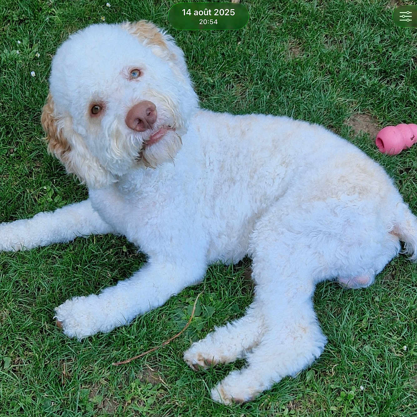 Vasco participe au concours pour gagner de l'argent avec cette photo : dog, white_dog, curly_fur, grass, outdoor, pet_toy, pink_toy, lying_down, canine, playful, park, nature, animal, fluffy, looking_at_camera, head_tilt, summer, daytime, close_up, pet
