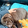 puppy, dog, chocolate_labrador, sleeping, hand, person, car_interior, seatbelt, blue_towel, plush_toy, close_up, fur, pet, domestic_animal, resting, cozy, comfort, cute, animal, companion