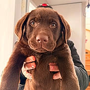 Alba a rejoint le concours — aidez-le/la à gagner de superbes lots ! puppy, dog, chocolate_labrador, pet, close_up, indoor, person, hands, cute, animal, young_dog, fur, face, eyes, adorable, holding, staircase, doorway, brown, soft_light
