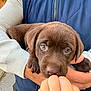 puppy, dog, brown_fur, cute, pet, animal, hand, child, person, holding, outdoor, quilted_vest, gray_sweater, close_up, nibbling, curious, fur, face, eyes, adorable