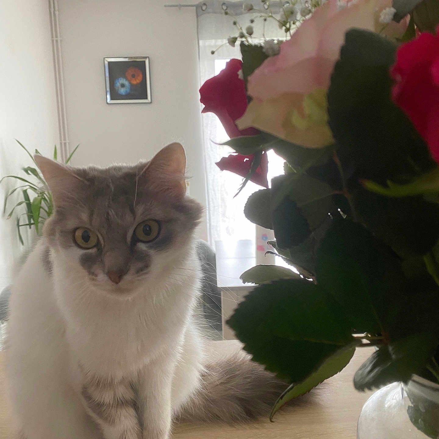 Bianca a rejoint le concours — aidez-le/la à gagner de superbes lots ! calm, cat, closeup, curtain, decor, domestic_animal, eyes, flowers, fur, furniture, houseplant, indoor, pet, plant, roses, table, vase, whiskers, window, wood