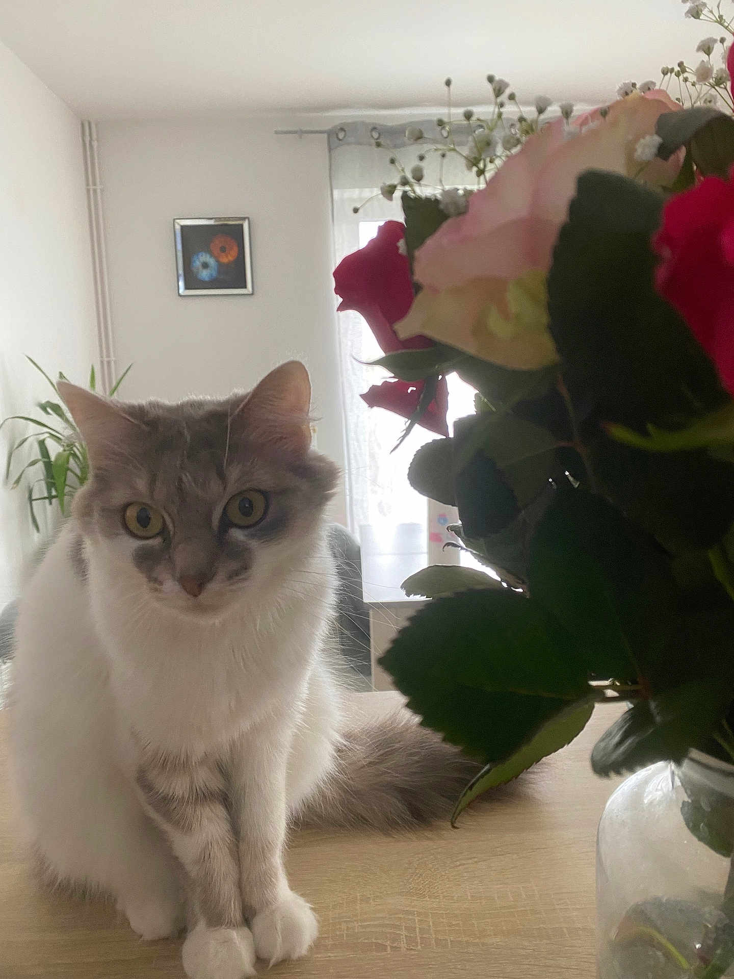 Bianca a rejoint le concours — aidez-le/la à gagner de superbes lots ! cat, indoor, flowers, roses, vase, table, curtain, plant, furniture, pet, fur, whiskers, eyes, window, decor, houseplant, domestic_animal, wood, closeup, calm