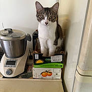 Kyra participe au concours pour gagner de l'argent avec cette photo : appliance, blender, cardboard_box, cat, curious, cute, domestic_animal, feline, fur, household, indoor, kitchen_counter, looking_at_camera, pet, refrigerator, sitting, small_box, tabby, tabby_cat, white_wall
