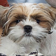 Samy participe au concours pour gagner de l'argent avec cette photo : puppy, dog, close_up, fluffy, white_fur, brown_fur, cute, pet, animal, indoor, resting, face, nose, ears, fur, young, adorable, domestic, companion, cute_pet