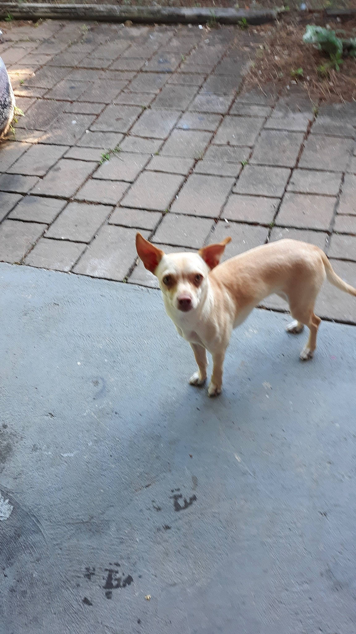 Smitty is registered to the contest to win money with this photo: canidae, carnivore, chihuahua, companion_dog, dog, dog_breed, fawn, ibizan_hound, mammal, portuguese_podengo, sporting_group, street_dog, tail, toy_dog, vertebrate