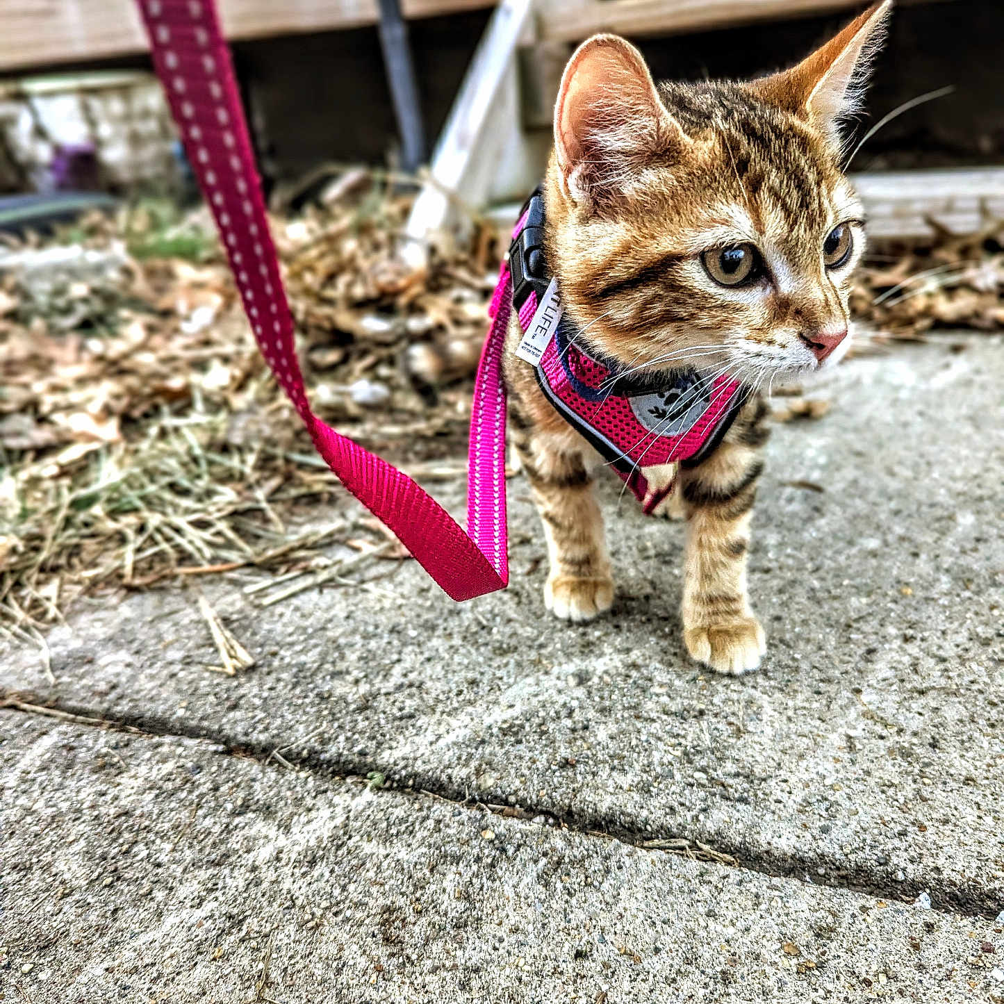 Sir Catrick Stewart is registered to the contest to win money with this photo: alert, animal, brown, cat, closeup, concrete, curious, cute, harness, kitten, leash, leaves, outdoor, pet, sidewalk, small, striped, walking, wood, young