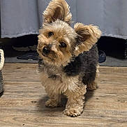 Pepper joined the competition — help win amazing prizes! animal, black, brown, canine, companion, curious, cute, dog, ears, fluffy, fur, head_tilt, indoor, looking, pet, portrait, small_dog, standing, tan, wooden_floor