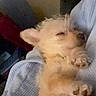 Sunny Girl joined the competition — help win amazing prizes! adorable, animal, blanket, companion, cozy, cuddle, cute, dog, fur, indoor, nap, paw, pet, puppy, relaxing, resting, sleeping, small, soft, warm