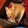 Sunny Girl joined the competition — help win amazing prizes! animal, basket, brown, container, cozy, cute, dog, felt, floor, fur, indoor, knitted_toy, pet, playing, puppy, red_curtain, resting, small_dog, toy, wood
