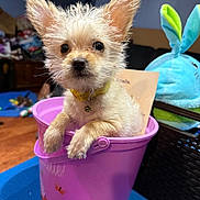 Sunny Girl is registered to the contest to win money with this photo: dog, puppy, bucket, pink, ears, fur, collar, indoor, toy, plush, blue, curious, small, pet, cute, face, animal, container, background, wooden_floor