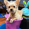 dog, puppy, bucket, pink, ears, fur, collar, indoor, toy, plush, blue, curious, small, pet, cute, face, animal, container, background, wooden_floor