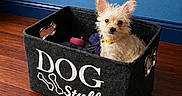 Sunny Girl is registered to the contest to win money with this photo: adorable, animal, basket, blue_wall, container, curious, cute, decor, dog, flooring, furniture, home, indoor, looking_at_camera, pet, scruffy, small_dog, toy, wood_floor, yellow_collar