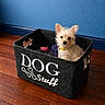 adorable, animal, basket, blue_wall, container, curious, cute, decor, dog, flooring, furniture, home, indoor, looking_at_camera, pet, scruffy, small_dog, toy, wood_floor, yellow_collar