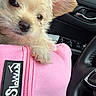 car_interior, close_up, cute, dog, door_handle, fabric, fluffy, fur, light, nose, paw, pet, pink_sweatshirt, puppy, small_dog, soft, steering_wheel, texture, window_controls, zipper
