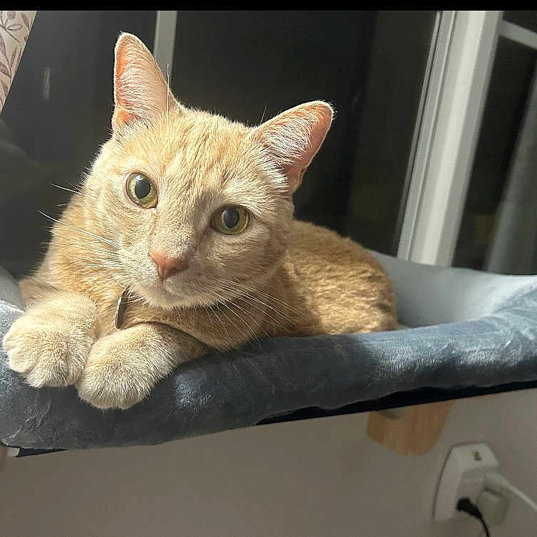 Reese is registered to the contest to win money with this photo: cat, ginger_cat, pet, indoor, window, cat_shelf, curtains, plush, relaxed, feline, domestic_animal, animal, cute, looking, ears, whiskers, fur, resting, home, cozy
