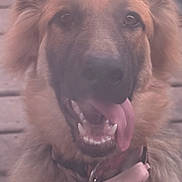 Betty joined the competition — help win amazing prizes! dog, german_shepherd, long_hair, fluffy, brown_fur, portrait, close_up, face, ears, tongue, open_mouth, teeth, collar, tag, happy, alert, looking_at_camera, pet, outdoor, vertical_photo