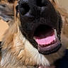 Betty joined the competition — help win amazing prizes! dog, golden_dog, long_fur, fluffy, nose, snout, tongue, teeth, open_mouth, smiling, happy, goofy, close_up, pet, canine, golden_fur, portrait, indoors, cozy, funny