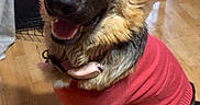 Betty is registered to the contest to win money with this photo: dog, german_shepherd, pet, sweater, red_clothing, sitting, happy, smiling, open_mouth, large_ears, long_fur, brown_fur, black_muzzle, collar, indoor, wooden_floor, dog_crate, fan, portrait, animal_photography