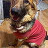 dog, german_shepherd, pet, sweater, red_clothing, sitting, happy, smiling, open_mouth, large_ears, long_fur, brown_fur, black_muzzle, collar, indoor, wooden_floor, dog_crate, fan, portrait, animal_photography