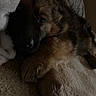 Betty is registered to the contest to win money with this photo: puppy, dog, german_shepherd, canine, sleepy, cuddly, blanket, bed, indoors, pet, fur, brown_fur, black_muzzle, paws, lying_down, cozy, portrait, close_up, home, cute