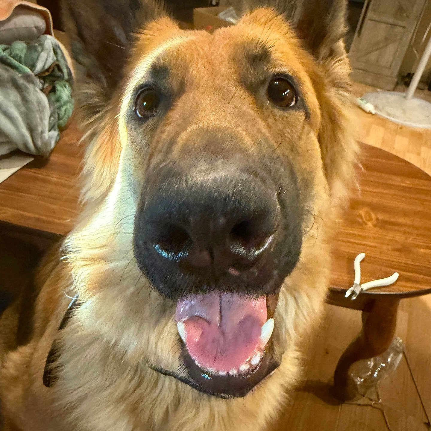 Betty is registered to the contest to win money with this photo: dog, golden_dog, pet, animal, close_up, portrait, fluffy, fur, golden_fur, large_ears, open_mouth, tongue, happy, playful, friendly, indoors, wooden_table, home, face, snout