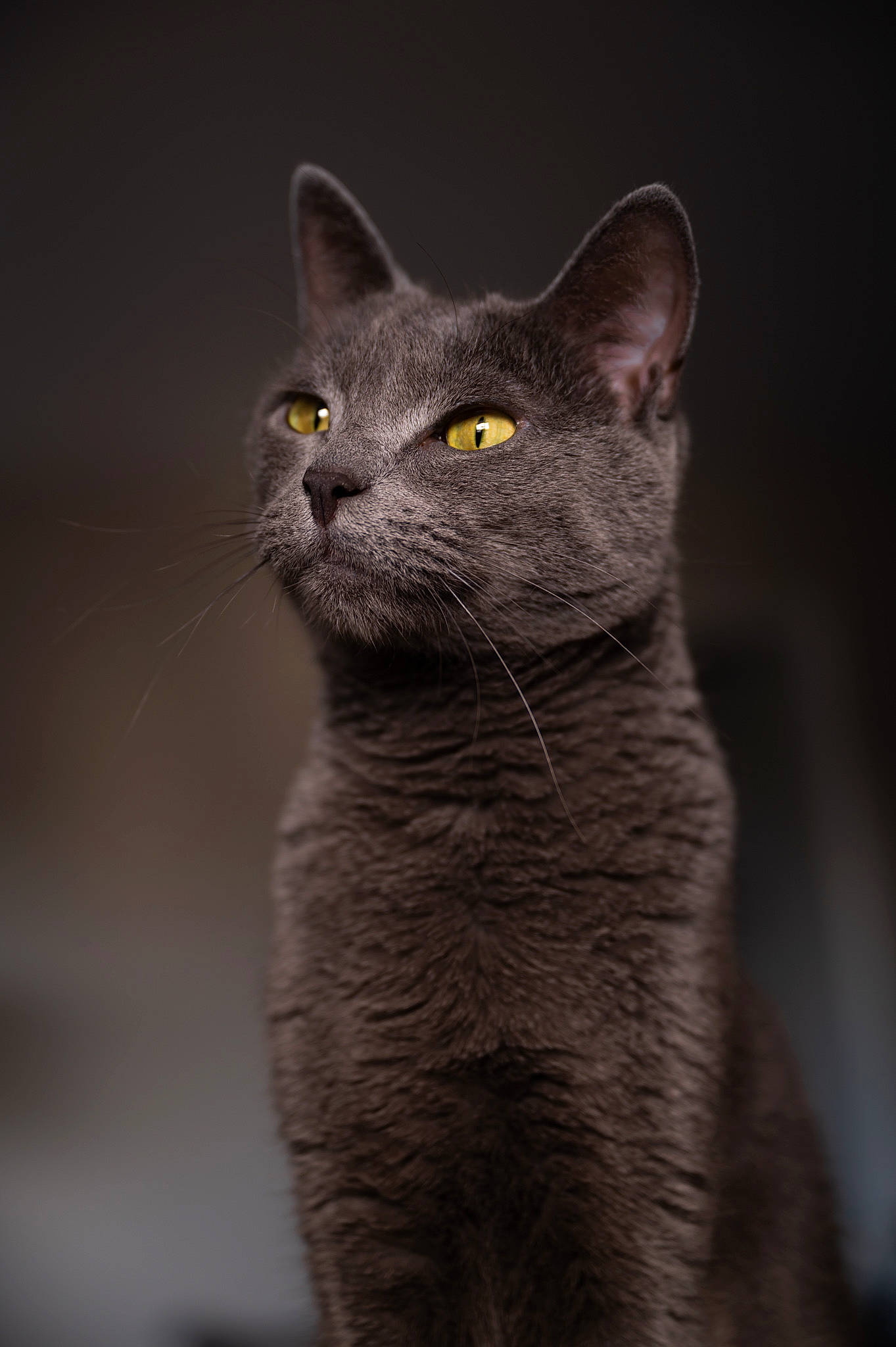 Joseph is registered to the contest to win money with this photo: carnivore, cat, close_up, darkness, domestic_short_haired_cat, eye, felidae, fur, grey, iris, monochrome_photography, small_to_medium_sized_cats, snout, terrestrial_animal, whiskers, wildlife