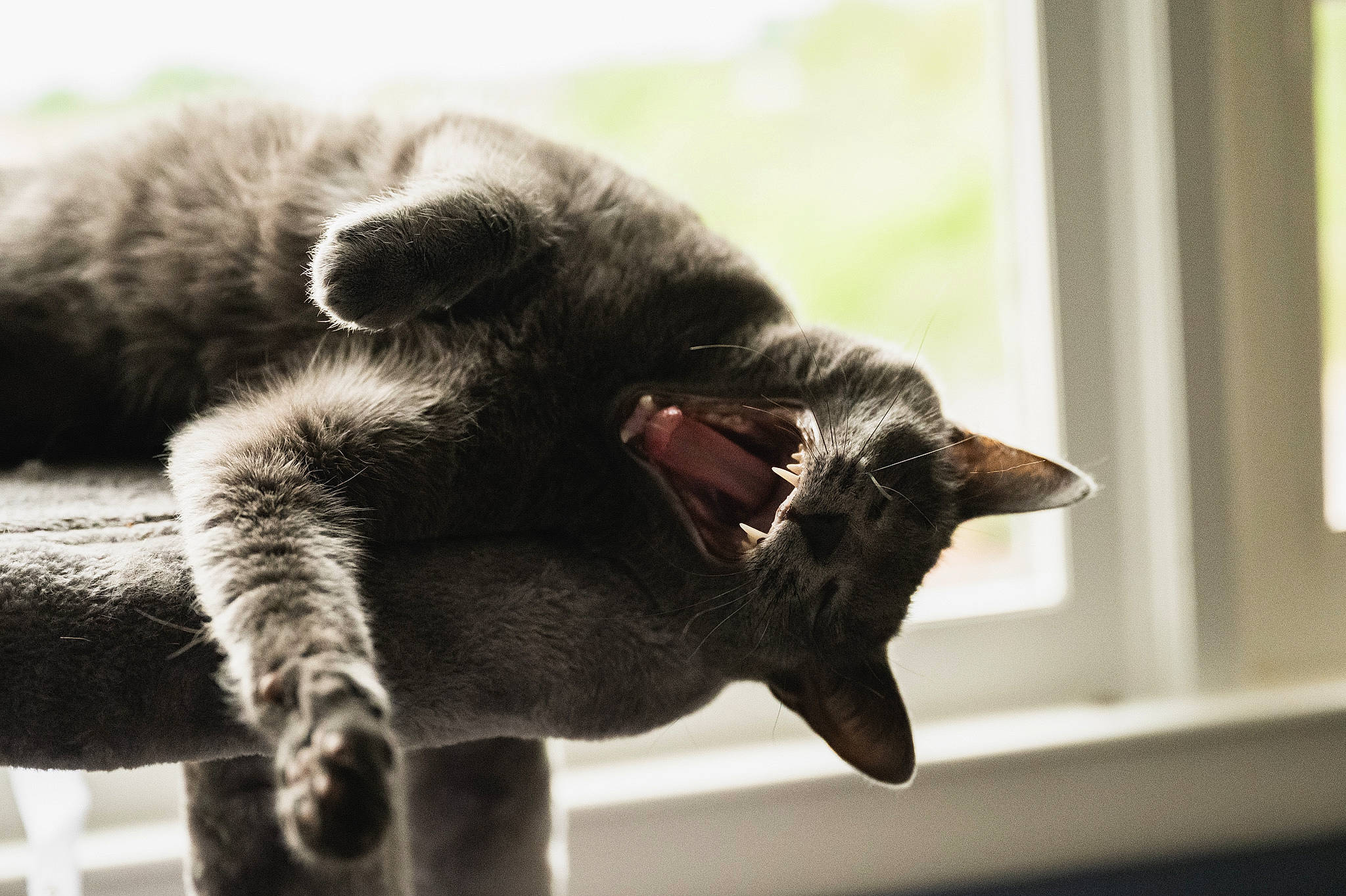 Joseph joined the competition — help win amazing prizes! black_cat, carnivore, cat, claw, close_up, comfort, domestic_short_haired_cat, ear, felidae, fur, monochrome, monochrome_photography, paw, small_to_medium_sized_cats, snout, tail, terrestrial_animal, whiskers, wildlife, window