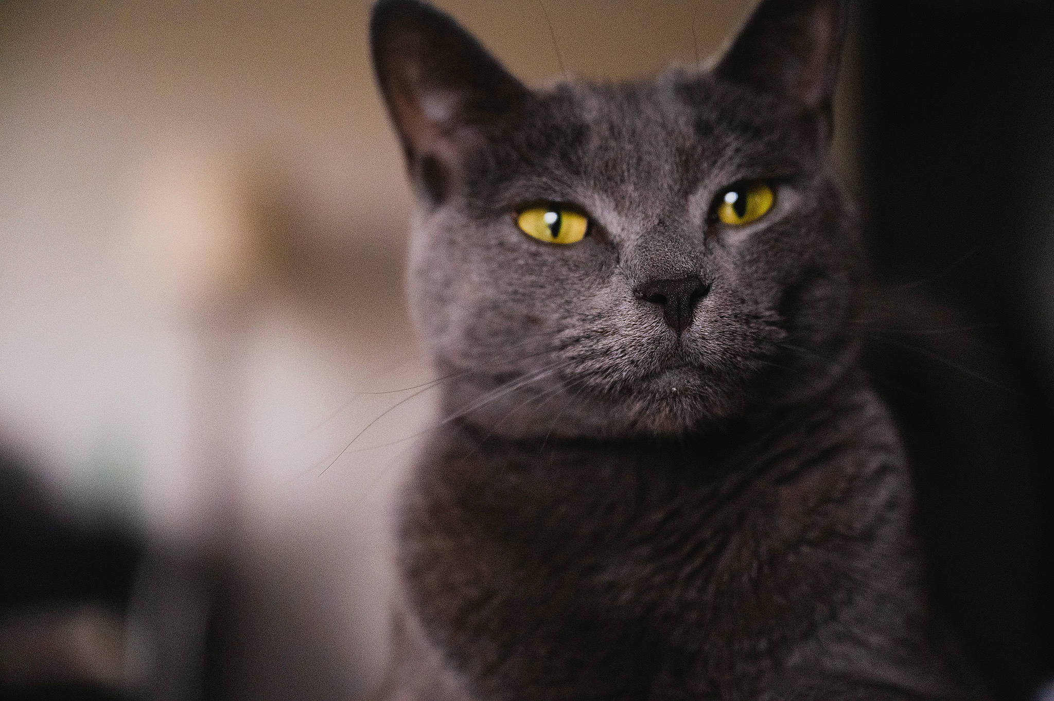 Joseph is registered to the contest to win money with this photo: black_cat, carnivore, cat, domestic_short_haired_cat, eye, felidae, fur, grey, monochrome, monochrome_photography, small_to_medium_sized_cats, snout, terrestrial_animal, whiskers, wildlife