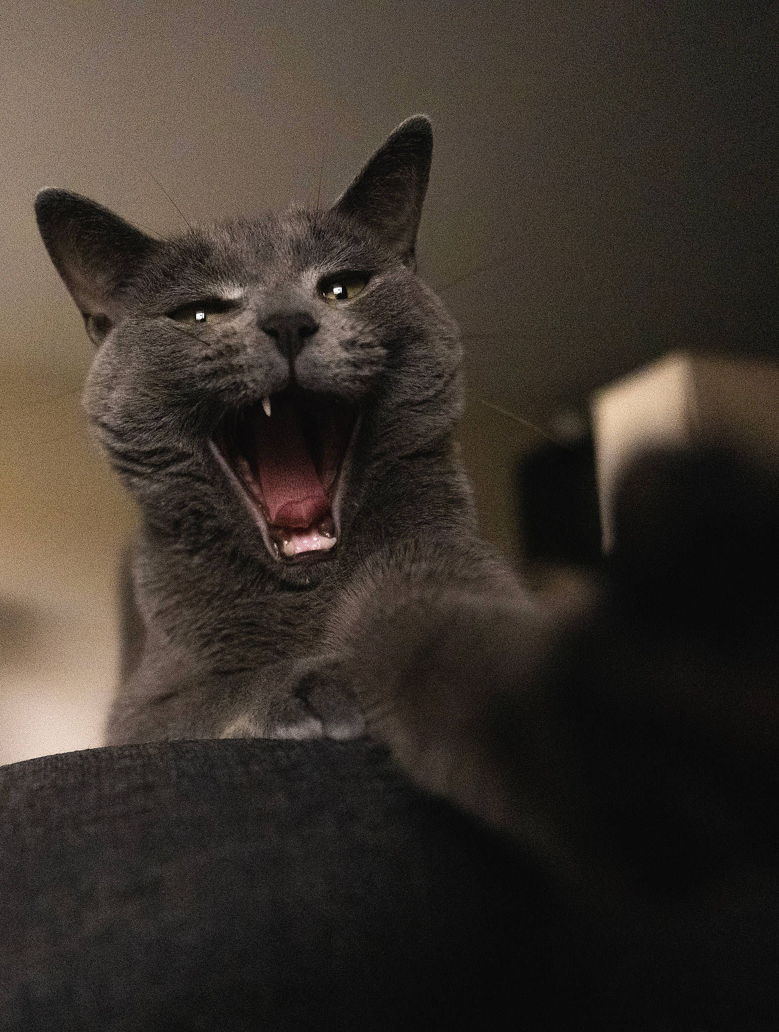 Joseph is registered to the contest to win money with this photo: carnivore, cat, comfort, darkness, domestic_short_haired_cat, fang, felidae, fur, grey, roar, small_to_medium_sized_cats, snout, terrestrial_animal, whiskers, wildlife