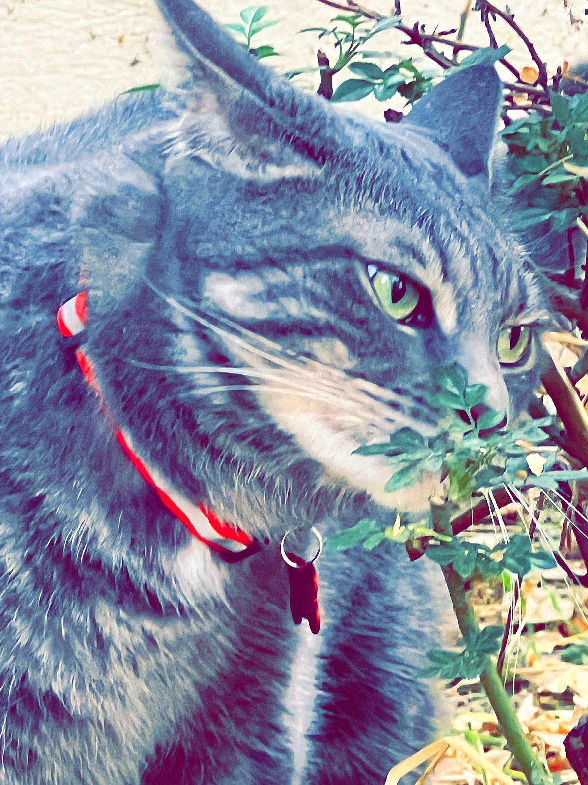 Berlin a rejoint le concours — aidez-le/la à gagner de superbes lots ! art, carnivore, cat, domestic_short_haired_cat, electric_blue, event, felidae, fur, grass, holiday, illustration, iris, plant, small_to_medium_sized_cats, snout, tail, terrestrial_animal, tree, whiskers, wildlife