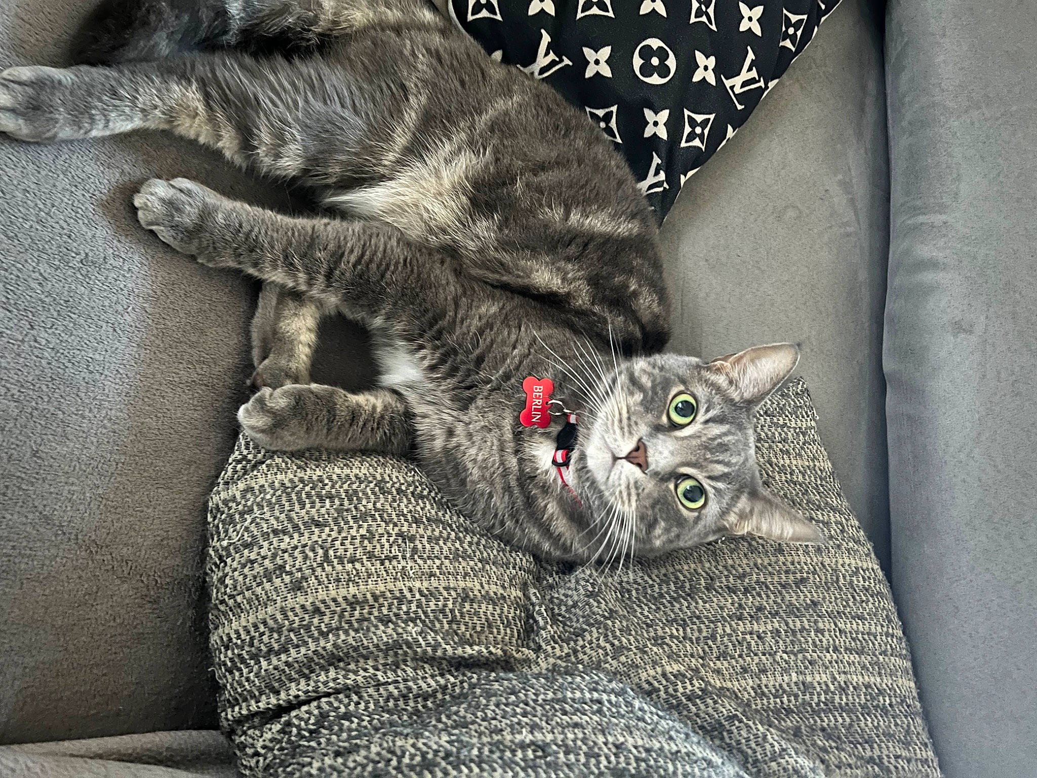 Berlin a rejoint le concours — aidez-le/la à gagner de superbes lots ! black_cat, carnivore, cat, claw, comfort, darkness, domestic_short_haired_cat, felidae, fur, grey, linens, paw, small_to_medium_sized_cats, snout, tail, textile, whiskers