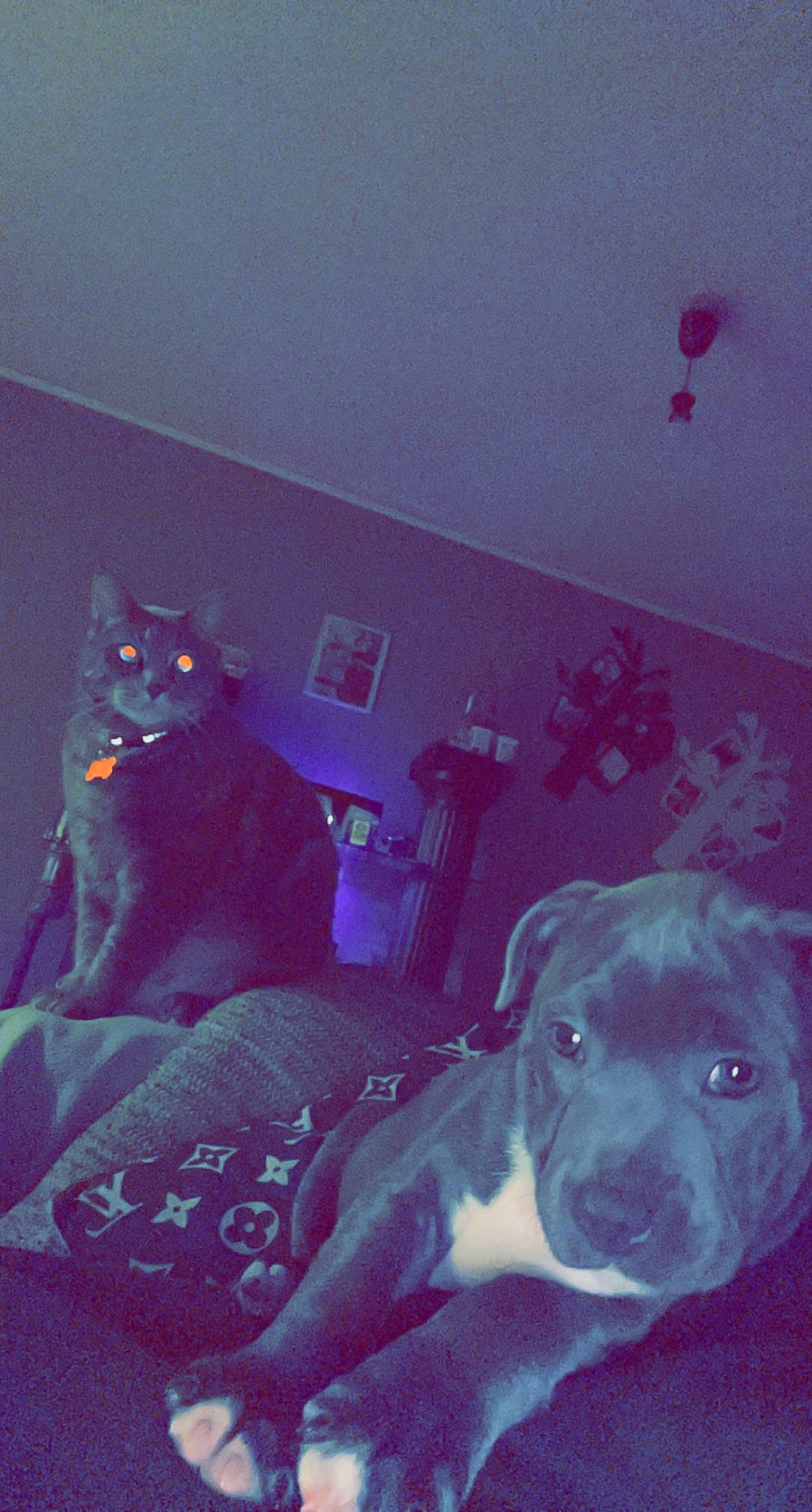 Berlin a rejoint le concours — aidez-le/la à gagner de superbes lots ! black_cat, canidae, carnivore, cat, companion_dog, dog, dog_breed, domestic_short_haired_cat, electric_blue, felidae, fur, grey, magenta, pink, purple, room, small_to_medium_sized_cats, snout, tail, whiskers