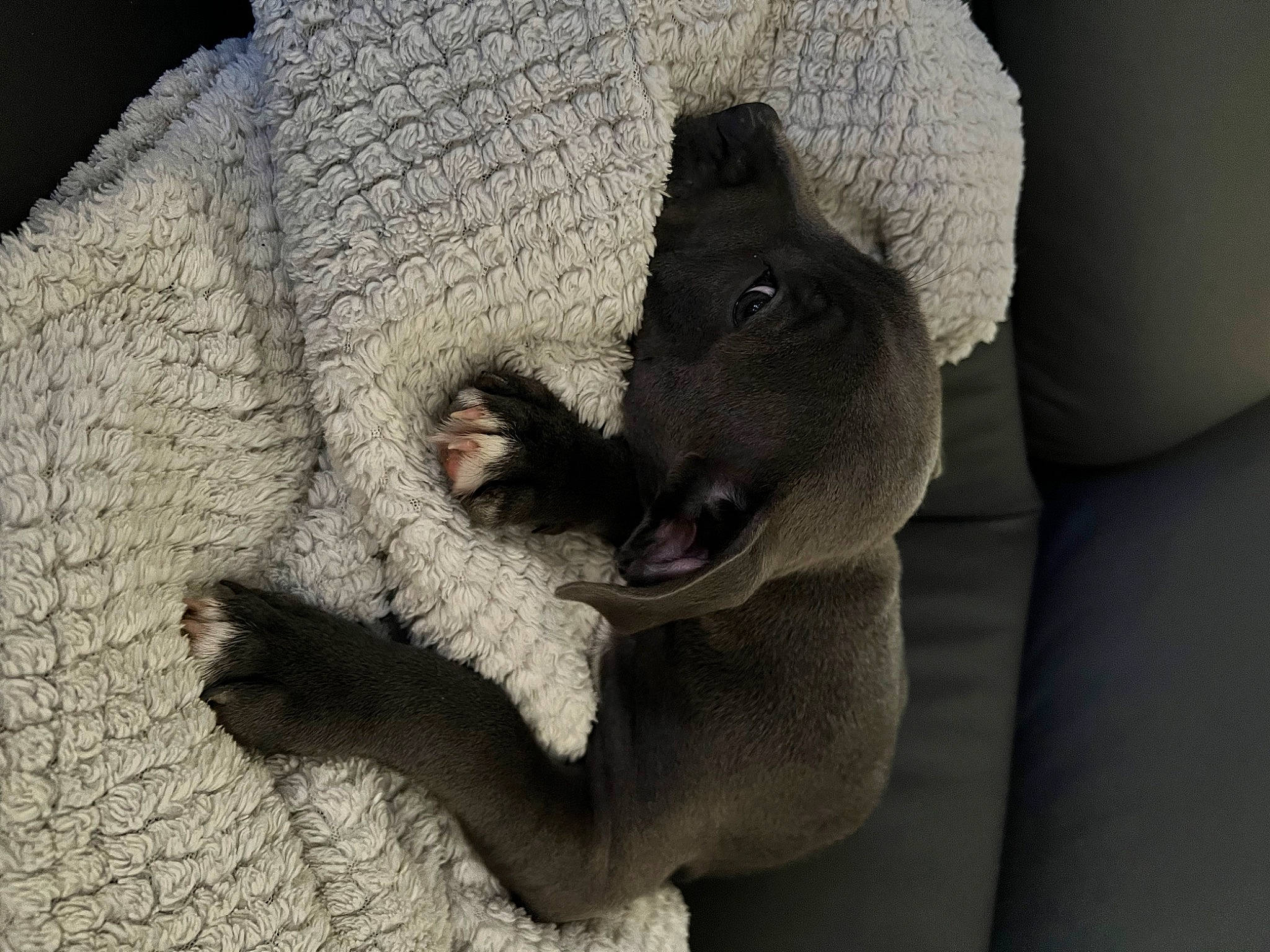 Tokyo a rejoint le concours — aidez-le/la à gagner de superbes lots ! canidae, carnivore, claw, comfort, companion_dog, dog_breed, domestic_short_haired_cat, felidae, fur, grey, linens, paw, plush, small_to_medium_sized_cats, snout, sporting_group, stuffed_toy, tail, terrestrial_animal, whiskers