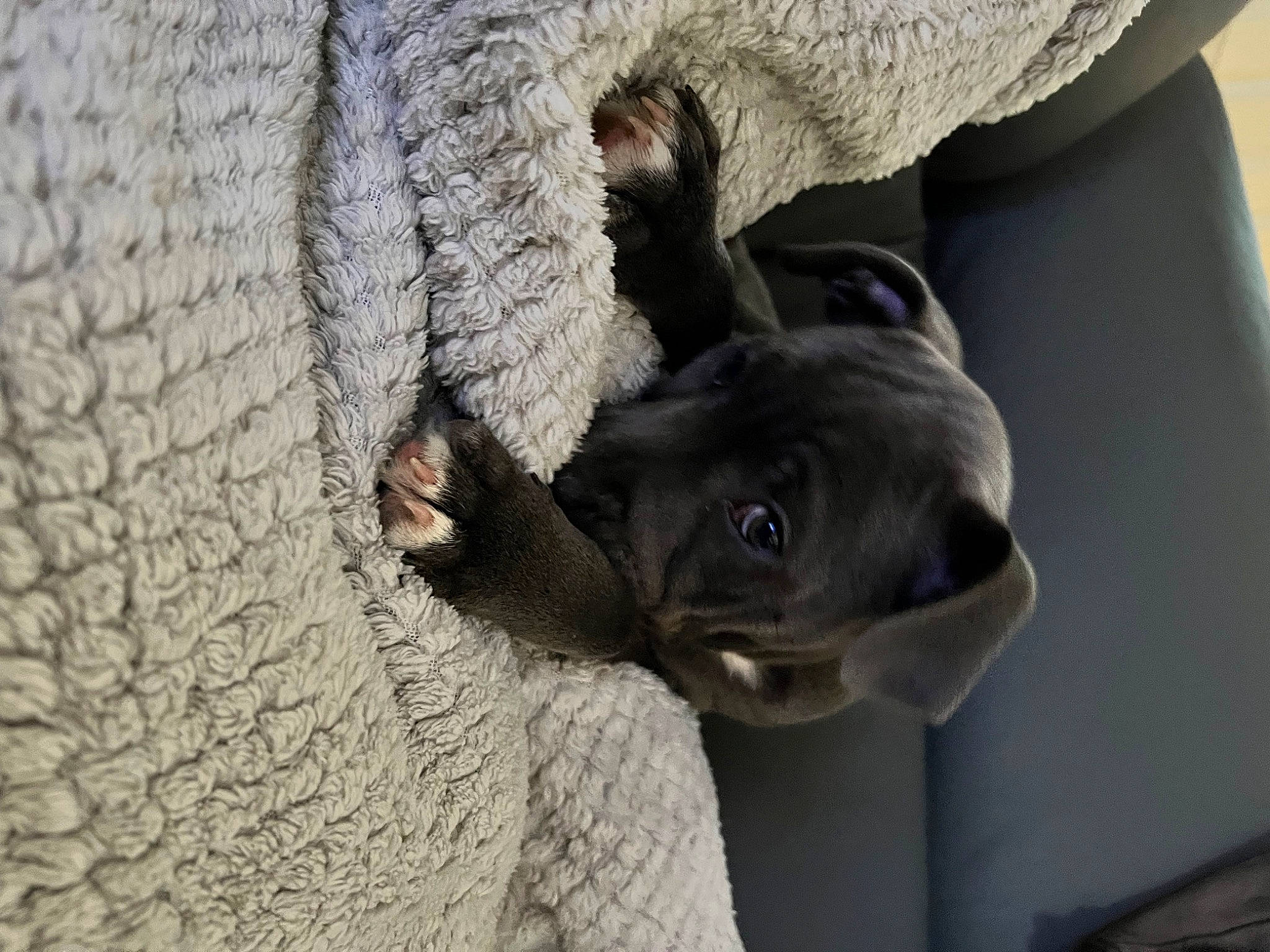 Tokyo participe au concours pour gagner de l'argent avec cette photo : canidae, carnivore, comfort, companion_dog, dog, dog_breed, ear, fawn, fur, grey, guard_dog, non_sporting_group, snout, sporting_group, tail, whiskers, window, working_animal, woven_fabric, wrinkle