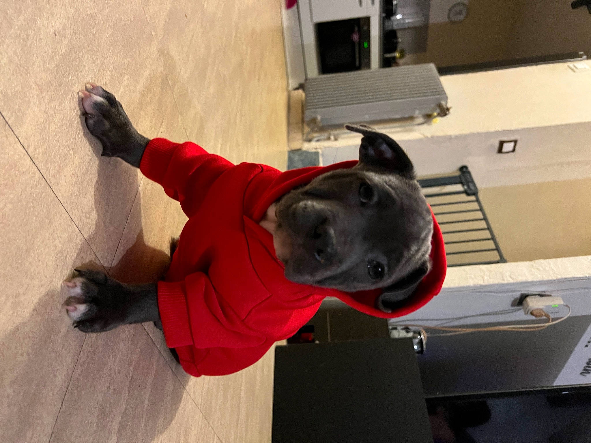 Tokyo participe au concours pour gagner de l'argent avec cette photo : carmine, dog, elbow, flooring, hardwood, machine, sportswear, t_shirt, walking_shoe, wood