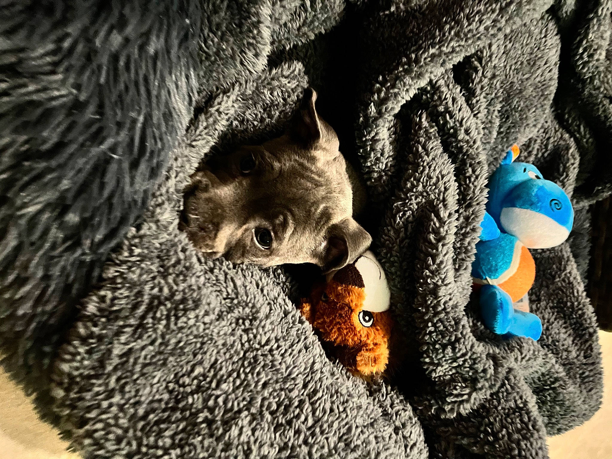 Tokyo participe au concours pour gagner de l'argent avec cette photo : adaptation, bat, carnivore, claw, fawn, felidae, formation, fur, organism, paw, rock, rodent, small_to_medium_sized_cats, snout, tail, terrestrial_animal, toy, tree, trunk, whiskers